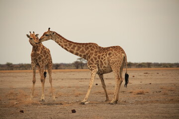 two giraffes in the dry landscape of Etosha NP
