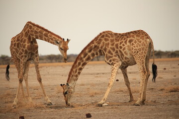 Naklejka na ściany i meble two giraffes in the dry landscape of Etosha NP