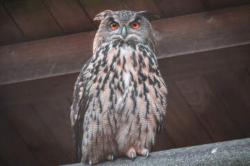 Close-up of an Eurasian eagle-owl