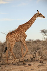 one single giraffe in the bush of Etosha NP