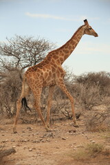 one single giraffe in the bush of Etosha NP