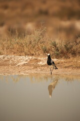Obraz na płótnie Canvas Plover birds reflected at the edge of a waterhole