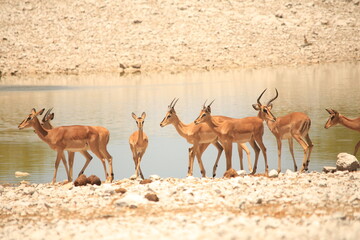 a herd of impala antelopes at a waterhole in Etosha NP