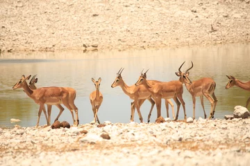 Plexiglas foto achterwand a herd of impala antelopes at a waterhole in Etosha NP © Marcel