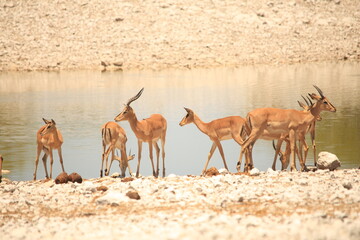 a herd of impala antelopes at a waterhole in Etosha NP