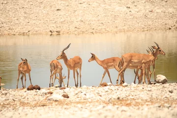 Fotobehang a herd of impala antelopes at a waterhole in Etosha NP © Marcel