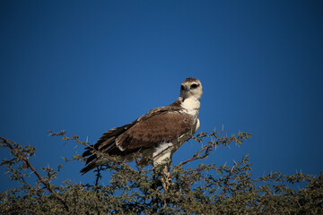 african eagle on a treetop in Etosha NP