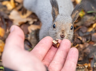 A squirrel in the autumn eats nuts from a human hand. Eurasian red squirrel, Sciurus vulgaris