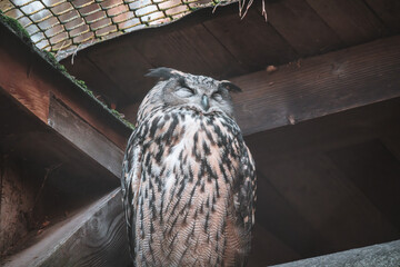 Close-up of an Eurasian eagle-owl