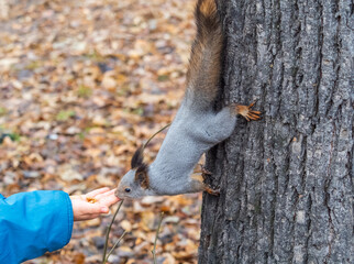 A squirrel in the autumn eats nuts from a human hand. Eurasian red squirrel, Sciurus vulgaris