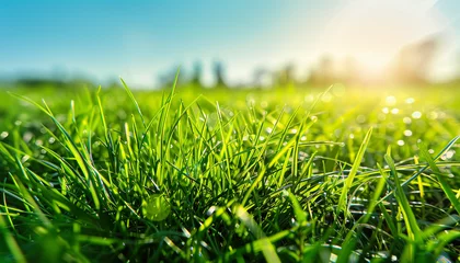 Fotobehang Green grass on blue clear sky background © Ovidiu