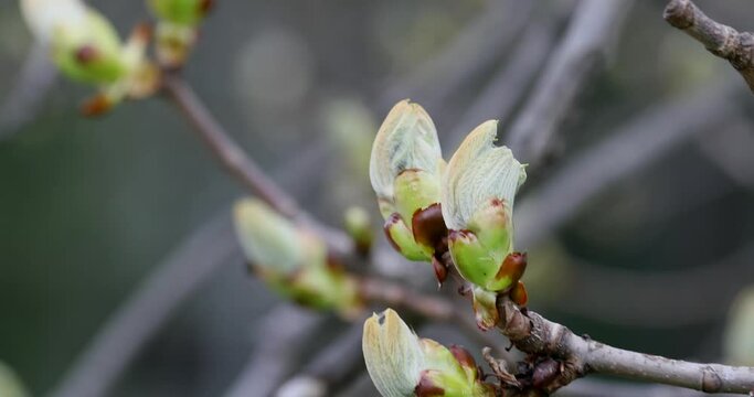 European Horse Chestnut Conker Tree Blooming in Spring. Public Park. Close Up Branch. Lithuania