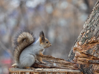 A squirrel sits on a stump and eats nuts in autumn.