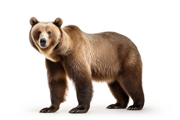 Obraz premium Brown bear on white background.
