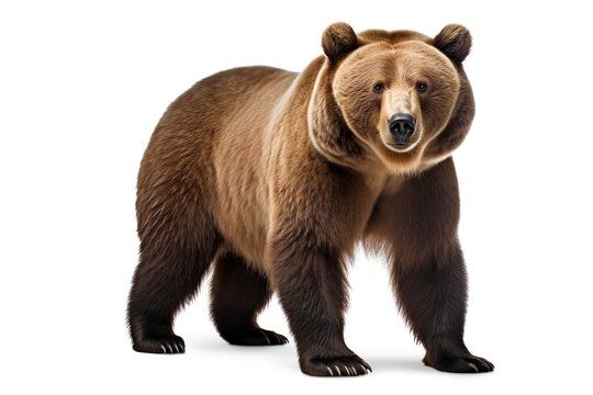 Brown bear on white background.