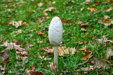 shaggy ink cap resp.Coprinus comatus,lower Rhine region,Germany