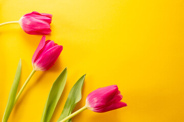 Yellow tulips on a yellow background, top view, international woman's day, spring bouquet