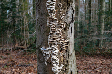 smoky bracket Mushroom resp.Bjerkandera adusta,lower Rhine region,Germany