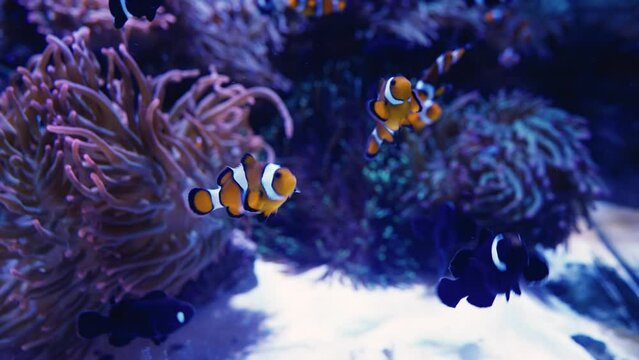 clownfish fish in aquarium