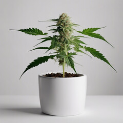 Aesthetic magical realism cannabis plant with white backround in a white pot