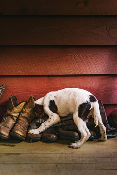 A 12 week old English Spaniel with his head in a boot in a wooden-paneled room 