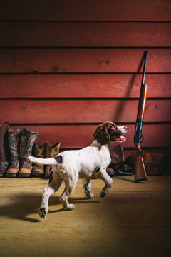 A 12 week old English Spaniel in a wooden-paneled room with boots and a shotgun