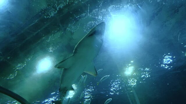 underwater scene with shark and fishes