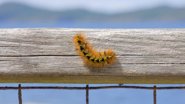 Establishing shot of nice furry caterpillar on wooden background in Vancouver, Canada, North America. Sunny. Day time on June 2023. Still camera view. ProRes 422 HQ.