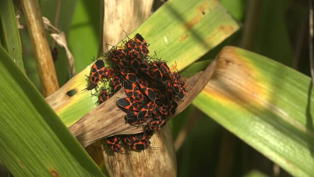 Colony Firebug on green plant, feeding. Pyrrhocoris apterus, insect of family Pyrrhocoridae, red and black coloration. View Macro insect in wildlife