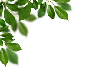 Spring corner arrangement, frame. Fresh green leaves of fruit tree as a frame isolated on white background. Natural green branches and leaves, overlay background.