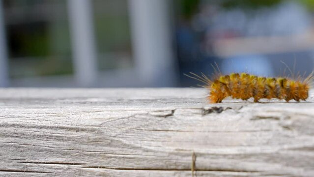 Establishing shot of nice furry caterpillar on wooden background in Vancouver, Canada, North America. Sunny. Day time on June 2023. Still camera view. ProRes 422 HQ.