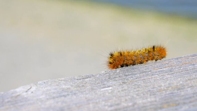 Establishing shot of nice furry caterpillar on wooden background in Vancouver, Canada, North America. Sunny. Day time on June 2023. Still camera view. ProRes 422 HQ.