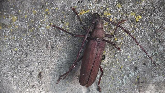 long-horned beetle, longhorn beetles (Cerambycidae), long-horned, longicorns (larvae roundheaded borers) sits on granite stone and moves its mustache, beetle in last stage of life. Macro view in wild 