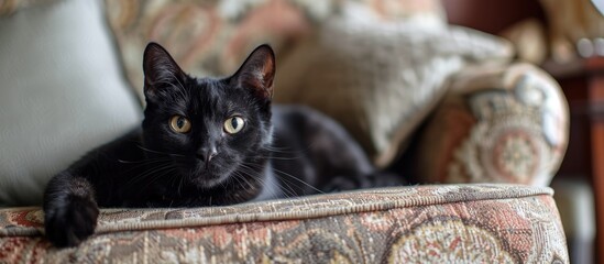 An adorable black cat is seen comfortably lying on top of a cute couch.