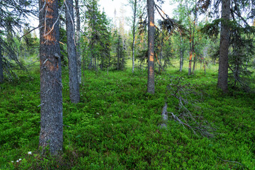 A beautiful evening in a lush, summertime taiga forest in Salla National Park, Northern Finland	