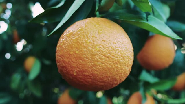 Close-up of orange in harvest, plantation setting. Ideal for highlighting harvest, plantation in food industry. Showcases harvest, plantation source for citrus products