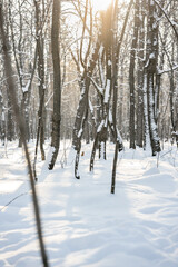 Beautiful winter snow forest,natural background