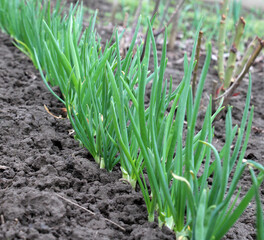 Obraz premium Spring in the garden grows young green onions