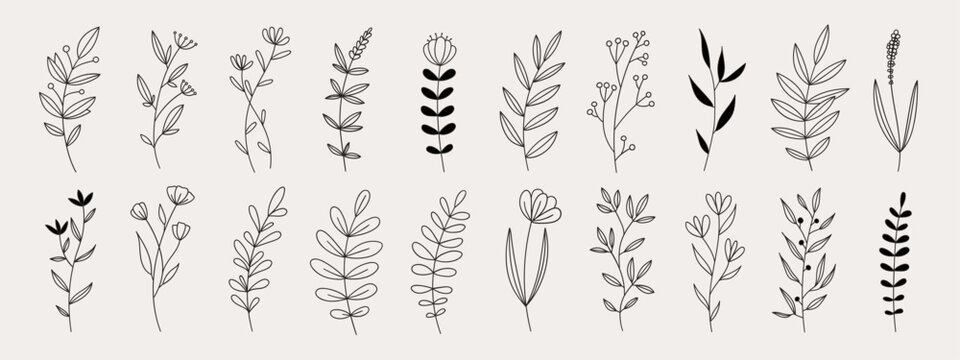 Hand drawn flower doodles. Hand drawn sketch of spring flower plant. Vector simple flower.