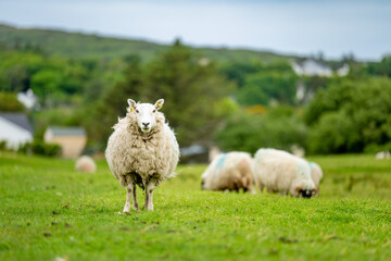 Sheep marked with colorful dye grazing in green pastures. Adult sheep and baby lambs feeding in green meadows of Ireland.
