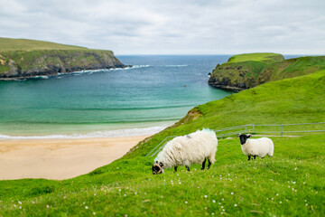 Sheep grazing near Silver Strand, a sandy beach in a sheltered, horseshoe-shaped bay, situated at...