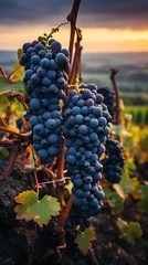 Gordijnen Cluster of grapes hanging from vine on sunny day © Ihor