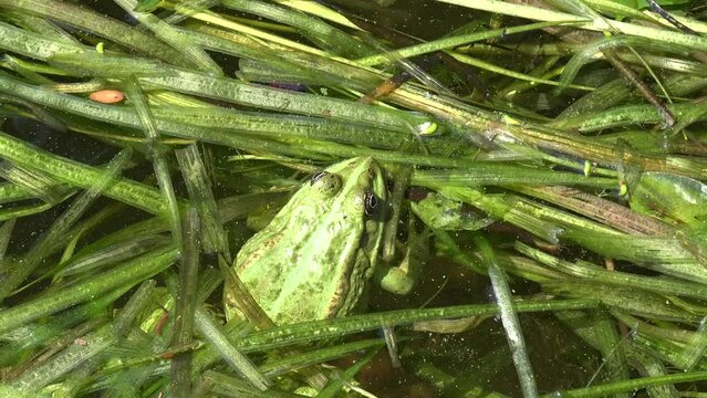 Green pool frog (Pelophylax lessonae) is  European frog in family Ranidae sitting in thick algae of  summer lake - swaying on  waves, view macro in reptile in wildlife