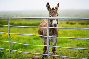 Donkey grazing in green pastures behind a fence. Jack feeding in green meadows of Ireland.