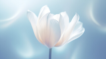 Beautiful lush large tulip bud on a blue background close-up. White flower with petals.