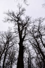 Obraz na płótnie Canvas photos of trees from the ground up.