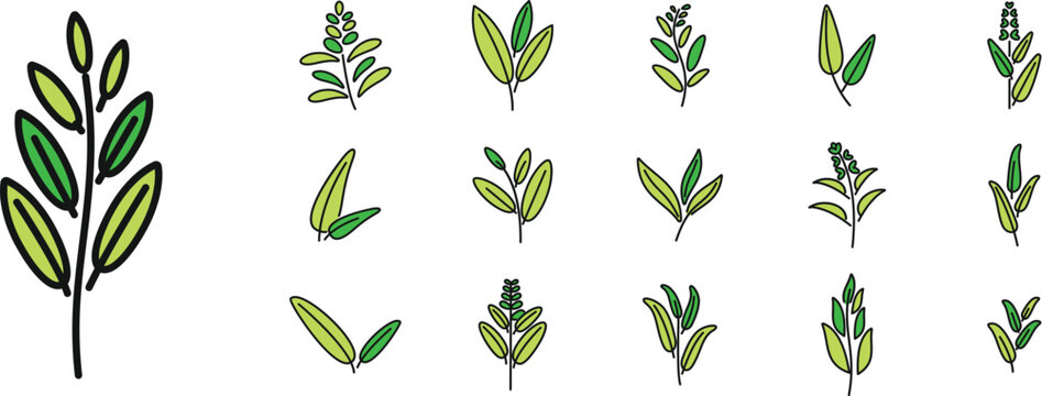 Sage icons set outline vector. Flower leaf. Garden health