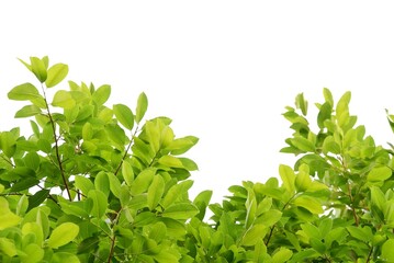 A Tropical tree leaf with branches on white isolated background for green foliage backdrop 