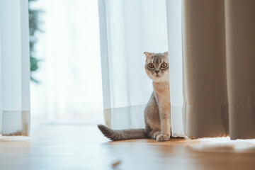 Scottish fold cat hides behind a linen curtain in the living room at home, copy space.