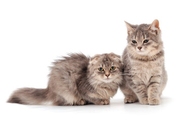 Two small gray kitten.